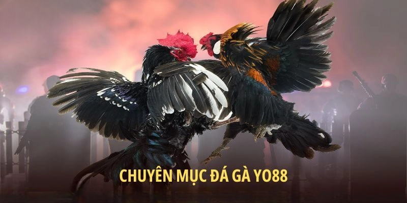 Đá Gà YO88 – Kê Trường Trực Tuyến Cập Nhật Mọi Trận Đấu